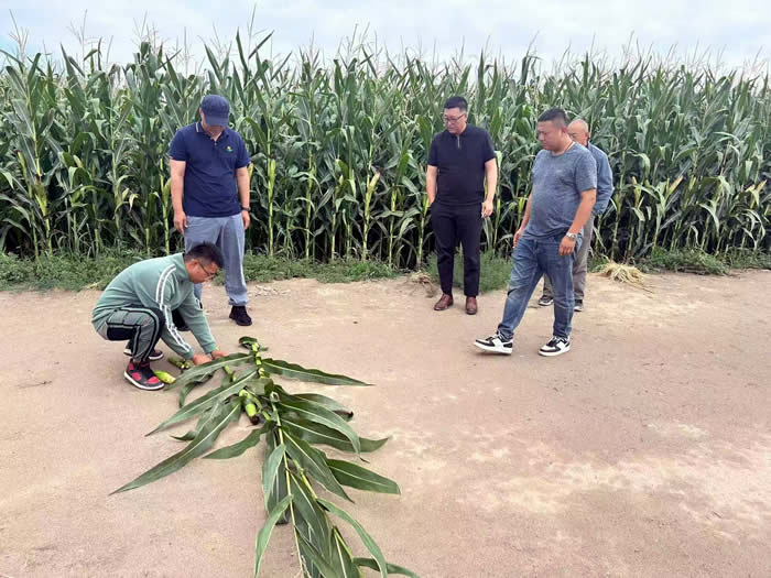 深入前进农场公司青贮收储田间地头查看长势.jpg